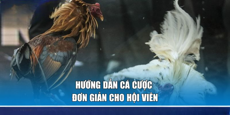 Đá Gà 123BET | Cá Cược Kịch Tính, Thắng Lớn Ngay